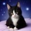 昵称：追番的猫，头像是一只橘猫