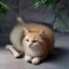 a.acfun 评论者橘猫阿福的头像